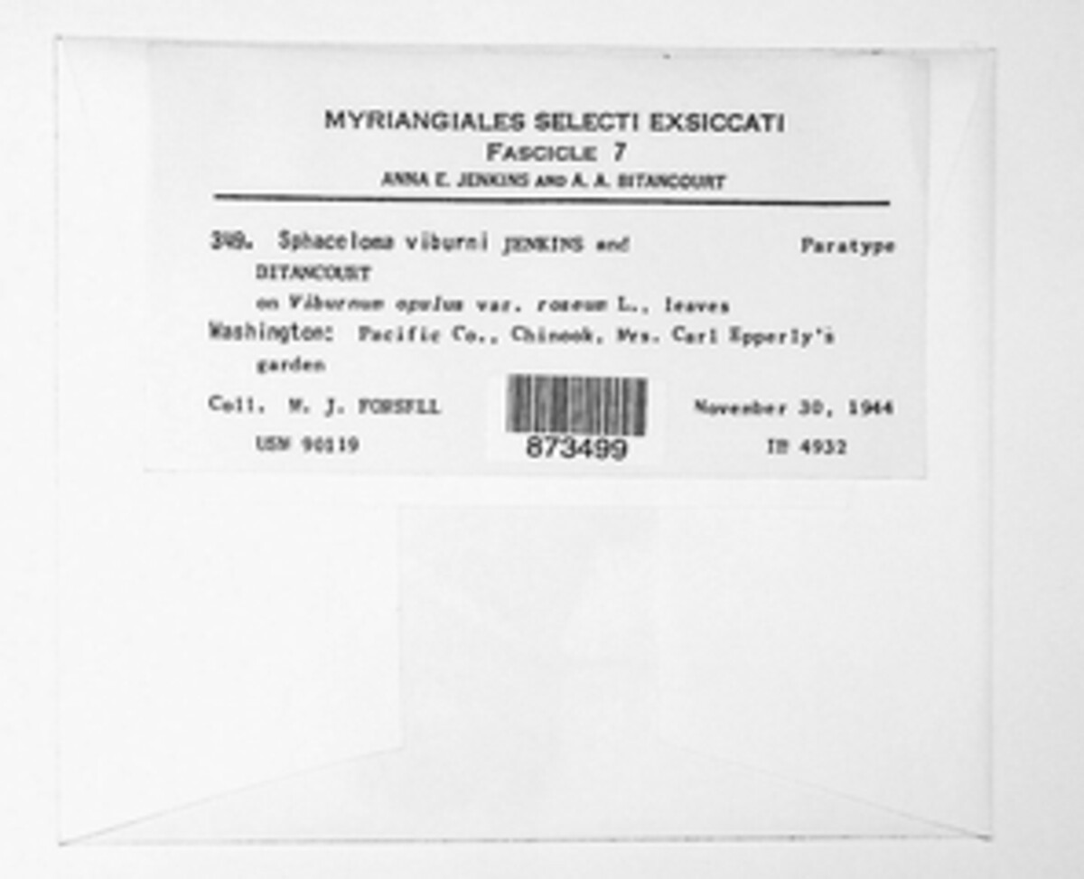 Sphaceloma viburni image